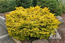 Load image into Gallery viewer, 100 Pcs Tree Bonsai Rare Evergreen Colorado Blue Spruce Bonsai Picea Pungens Glauca Good For Growing In Pots Flower Pot Planters