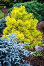 Load image into Gallery viewer, 100 Pcs Tree Bonsai Rare Evergreen Colorado Blue Spruce Bonsai Picea Pungens Glauca Good For Growing In Pots Flower Pot Planters