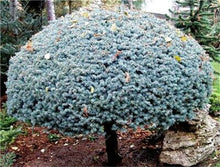 Load image into Gallery viewer, 100 Pcs Tree Bonsai Rare Evergreen Colorado Blue Spruce Bonsai Picea Pungens Glauca Good For Growing In Pots Flower Pot Planters