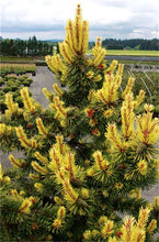 Load image into Gallery viewer, 100 Pcs Tree Bonsai Rare Evergreen Colorado Blue Spruce Bonsai Picea Pungens Glauca Good For Growing In Pots Flower Pot Planters