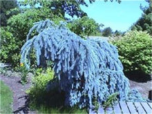 Load image into Gallery viewer, 100 Pcs Tree Bonsai Rare Evergreen Colorado Blue Spruce Bonsai Picea Pungens Glauca Good For Growing In Pots Flower Pot Planters