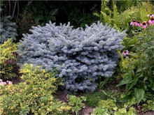Load image into Gallery viewer, 100 Pcs Tree Bonsai Rare Evergreen Colorado Blue Spruce Bonsai Picea Pungens Glauca Good For Growing In Pots Flower Pot Planters