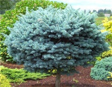 Load image into Gallery viewer, 100 Pcs Tree Bonsai Rare Evergreen Colorado Blue Spruce Bonsai Picea Pungens Glauca Good For Growing In Pots Flower Pot Planters