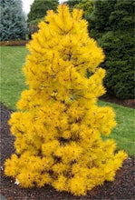 Load image into Gallery viewer, 100 Pcs Tree Bonsai Rare Evergreen Colorado Blue Spruce Bonsai Picea Pungens Glauca Good For Growing In Pots Flower Pot Planters