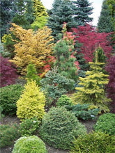 Load image into Gallery viewer, 100 Pcs Tree Bonsai Rare Evergreen Colorado Blue Spruce Bonsai Picea Pungens Glauca Good For Growing In Pots Flower Pot Planters