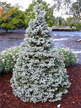 Load image into Gallery viewer, 100 Pcs Tree Bonsai Rare Evergreen Colorado Blue Spruce Bonsai Picea Pungens Glauca Good For Growing In Pots Flower Pot Planters