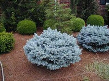 Load image into Gallery viewer, 100 Pcs Tree Bonsai Rare Evergreen Colorado Blue Spruce Bonsai Picea Pungens Glauca Good For Growing In Pots Flower Pot Planters