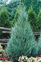 Load image into Gallery viewer, 100 Pcs Tree Bonsai Rare Evergreen Colorado Blue Spruce Bonsai Picea Pungens Glauca Good For Growing In Pots Flower Pot Planters