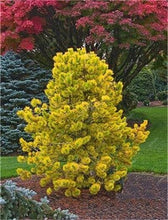 Load image into Gallery viewer, 100 Pcs Tree Bonsai Rare Evergreen Colorado Blue Spruce Bonsai Picea Pungens Glauca Good For Growing In Pots Flower Pot Planters