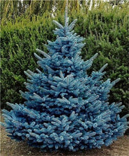 Load image into Gallery viewer, 100 Pcs Tree Bonsai Rare Evergreen Colorado Blue Spruce Bonsai Picea Pungens Glauca Good For Growing In Pots Flower Pot Planters