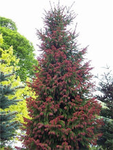 Load image into Gallery viewer, 100 Pcs Tree Bonsai Rare Evergreen Colorado Blue Spruce Bonsai Picea Pungens Glauca Good For Growing In Pots Flower Pot Planters