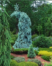 Load image into Gallery viewer, 100 Pcs Tree Bonsai Rare Evergreen Colorado Blue Spruce Bonsai Picea Pungens Glauca Good For Growing In Pots Flower Pot Planters