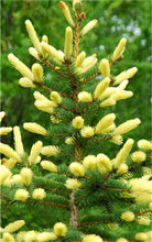 Load image into Gallery viewer, 100 Pcs Tree Bonsai Rare Evergreen Colorado Blue Spruce Bonsai Picea Pungens Glauca Good For Growing In Pots Flower Pot Planters