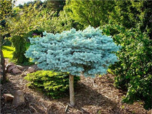 Load image into Gallery viewer, 100 Pcs Tree Bonsai Rare Evergreen Colorado Blue Spruce Bonsai Picea Pungens Glauca Good For Growing In Pots Flower Pot Planters