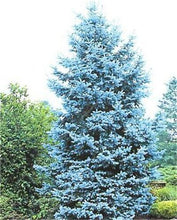 Load image into Gallery viewer, 100 Pcs Tree Bonsai Rare Evergreen Colorado Blue Spruce Bonsai Picea Pungens Glauca Good For Growing In Pots Flower Pot Planters