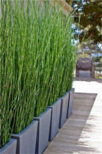 Load image into Gallery viewer, 100Pc Bamboo Bonsai Rare Giant Black Moso Bamboo Bambu Professional Pack Bambusa Lako Tree Bonsai For Home Garden Purify The Air