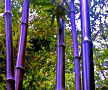 Load image into Gallery viewer, 100Pc Bamboo Bonsai Rare Giant Black Moso Bamboo Bambu Professional Pack Bambusa Lako Tree Bonsai For Home Garden Purify The Air