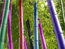 Load image into Gallery viewer, 100Pc Bamboo Bonsai Rare Giant Black Moso Bamboo Bambu Professional Pack Bambusa Lako Tree Bonsai For Home Garden Purify The Air