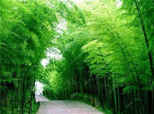 Load image into Gallery viewer, 100Pc Bamboo Bonsai Rare Giant Black Moso Bamboo Bambu Professional Pack Bambusa Lako Tree Bonsai For Home Garden Purify The Air