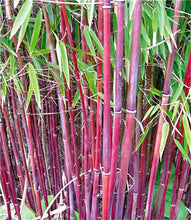 Load image into Gallery viewer, 100Pc Bamboo Bonsai Rare Giant Black Moso Bamboo Bambu Professional Pack Bambusa Lako Tree Bonsai For Home Garden Purify The Air