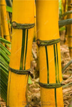 Load image into Gallery viewer, 100Pc Bamboo Bonsai Rare Giant Black Moso Bamboo Bambu Professional Pack Bambusa Lako Tree Bonsai For Home Garden Purify The Air