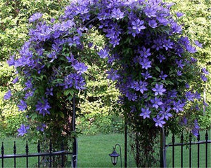 40PCS Rare climbing plants Jasmine bonsai amazing smell & beautiful flowers Perennial plant decorated home garden