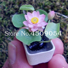 Load image into Gallery viewer, Sale 10 Pcs Mini Bowl lotus Bonsai Hydroponic Plants Aquatic Plants Seedsflower Pot Lotus Water Lily plant Bonsai Garden decor