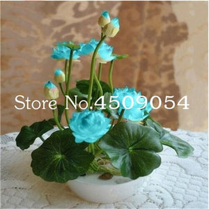 Sale 10 Pcs Mini Bowl lotus Bonsai Hydroponic Plants Aquatic Plants Seedsflower Pot Lotus Water Lily plant Bonsai Garden decor