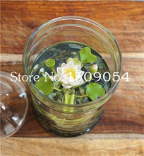 Load image into Gallery viewer, Sale 10 Pcs Mini Bowl lotus Bonsai Hydroponic Plants Aquatic Plants Seedsflower Pot Lotus Water Lily plant Bonsai Garden decor