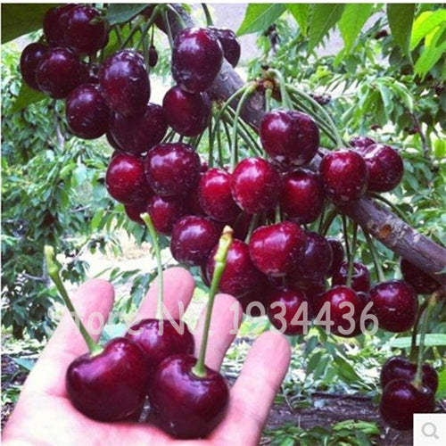 30 Pcs America Cherry Organic Fruit Plantas Bonsai Sweet Cherries Frutas Tree Grove Mini Garden Decoration Plantas Tropicales