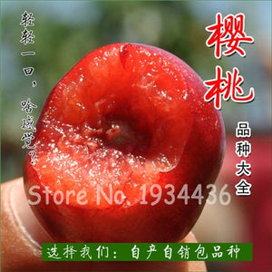 30 Pcs America Cherry Organic Fruit Plantas Bonsai Sweet Cherries Frutas Tree Grove Mini Garden Decoration Plantas Tropicales