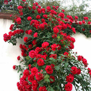 Rare Climbing Rose Bonsai Perennial Flowers Garden Decoration 50Pcs Fence Shed Roses Flower Bonsai Semillas De Plantas De Flores