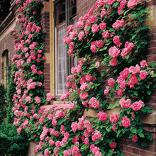 Load image into Gallery viewer, Rare Climbing Rose Bonsai Perennial Flowers Garden Decoration 50Pcs Fence Shed Roses Flower Bonsai Semillas De Plantas De Flores