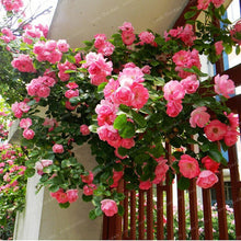 Load image into Gallery viewer, Rare Climbing Rose Bonsai Perennial Flowers Garden Decoration 50Pcs Fence Shed Roses Flower Bonsai Semillas De Plantas De Flores