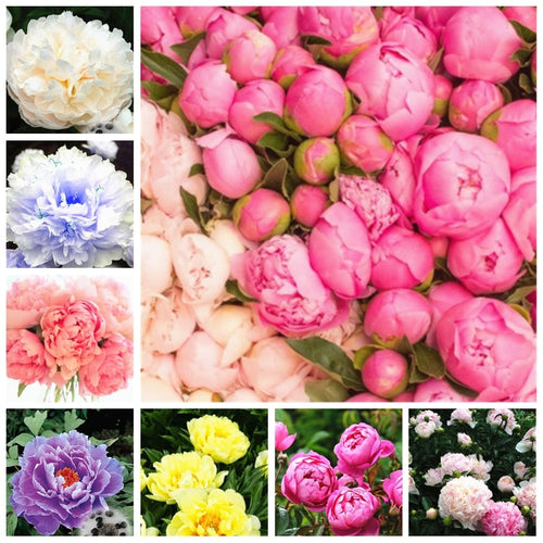 20 pcs / bag Bonsai Rare Chinese Peony Planting Greenery Flowers Outdoor Terrace Courtyard Paeonia Flower for Home Garden Decor
