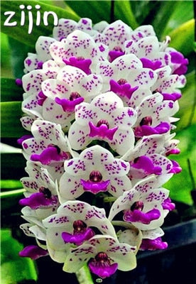 Big Sale!100pcs Rare Cymbidium orchid Plants African Cymbidiums Plantas Phalaenopsis bonsai flower for home garden decoration