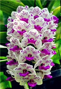 Big Sale!100pcs Rare Cymbidium orchid Plants African Cymbidiums Plantas Phalaenopsis bonsai flower for home garden decoration