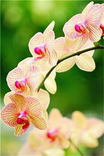 Load image into Gallery viewer, Big Sale!100pcs Rare Cymbidium orchid Plants African Cymbidiums Plantas Phalaenopsis bonsai flower for home garden decoration