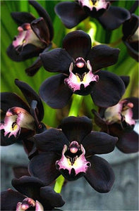 Big Sale!100pcs Rare Cymbidium orchid Plants African Cymbidiums Plantas Phalaenopsis bonsai flower for home garden decoration