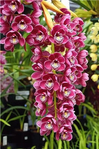 Big Sale!100pcs Rare Cymbidium orchid Plants African Cymbidiums Plantas Phalaenopsis bonsai flower for home garden decoration
