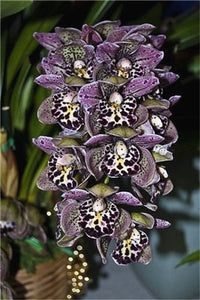 Big Sale!100pcs Rare Cymbidium orchid Plants African Cymbidiums Plantas Phalaenopsis bonsai flower for home garden decoration