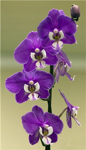 Big Sale!100pcs Rare Cymbidium orchid Plants African Cymbidiums Plantas Phalaenopsis bonsai flower for home garden decoration