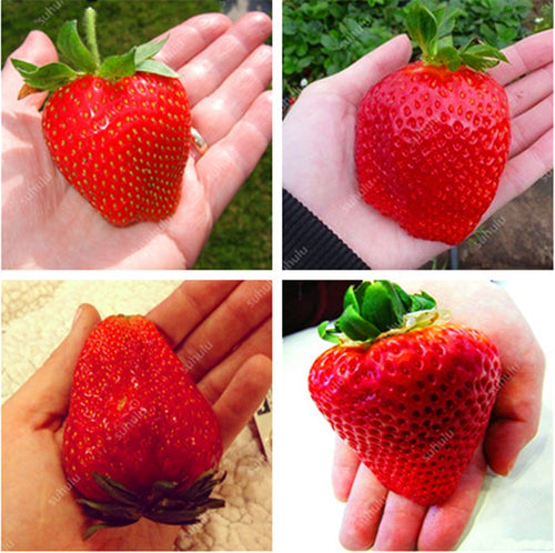 100 pcs Gaint Strawberry Bonsai Big Sweet Strawberry Berry Fruit Bonsai Pot Plant Non-GMO Family Food For Home Garden Planting