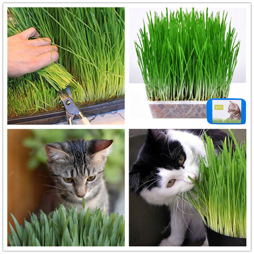 Free Shipping 1000 pcs Cat Grass Bonsai Foliage Plant Bonsai Wheat Grass Mint Smell Superior Cat Food For Your Pet Easy To Grow