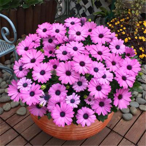 Big promotion! Violet daisy 100 / bag beautiful daisy bonsai flower natural plant home garden decoration free shipping