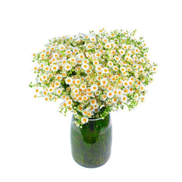 Big promotion! Violet daisy 100 / bag beautiful daisy bonsai flower natural plant home garden decoration free shipping