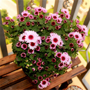 Big promotion! Violet daisy 100 / bag beautiful daisy bonsai flower natural plant home garden decoration free shipping