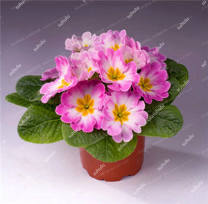 100 Pcs 100% True Europe Primula Acaulis Bonsai Primrose Indoor Bonsai Flower Plants For Home Garden Planting Tropical Flower