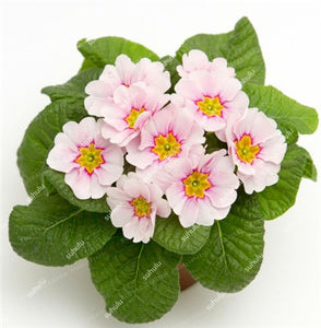 100 Pcs 100% True Europe Primula Acaulis Bonsai Primrose Indoor Bonsai Flower Plants For Home Garden Planting Tropical Flower