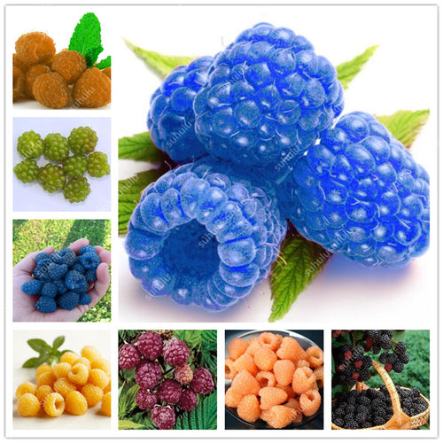 300pcs Raspberry plants Mixed Colors Super Big Raspberry Fruit plants Rare Wild Strawberry Tree plants Flowers Bonsai For Garden